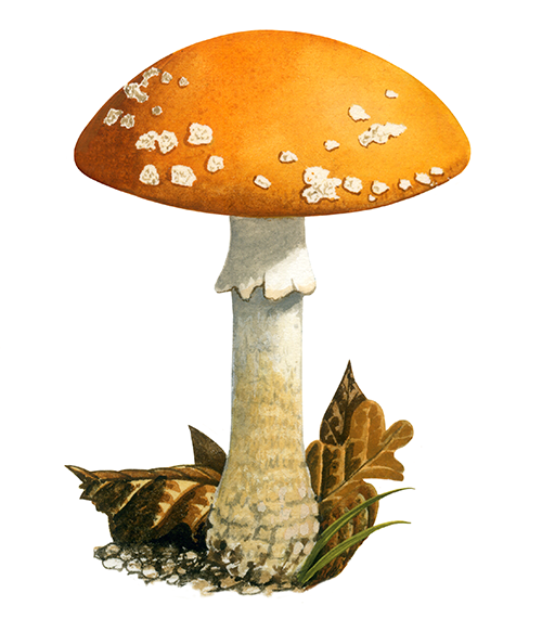 Amanita muscaria var. formosa