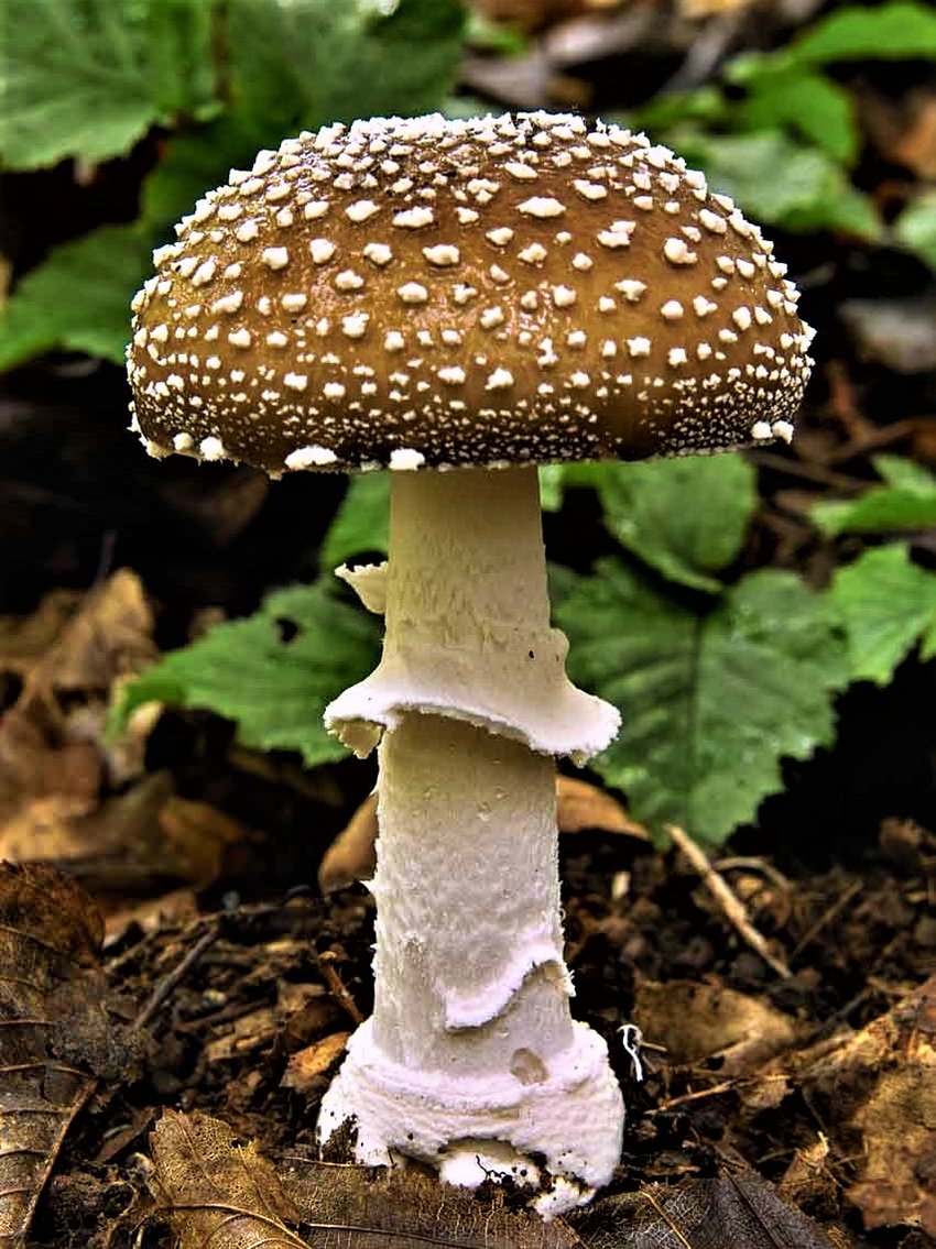 Amanita pantherina